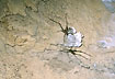 Photo ofGoldmine Cave Weta (Gymnoplectron uncata). Photographer: 