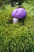 A purple mushroom in the green moss