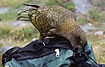 The Kea is curious and smart, so watch your lunch pack!