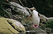 Photo ofYellow-Eyed Penguin (Megadyptes antipodes). Photographer: 