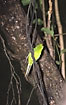 Foto af Springparakit (Cyanoramphus auriceps). Fotograf: 