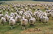 Very curious NZ sheeps
