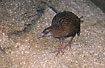 Weka - another flightless endemic