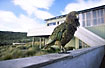 The curious mountain parrot, the Kea