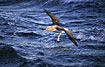 Photo ofShy Albatross (Diomedea cauta). Photographer: 