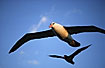 Photo ofBlack-browed Albatross/Black-Browed Mollymawk (Diomedea melanophrys/Diomedea melanophris). Photographer: 