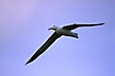 The worlds biggest albatross with a wingspand up to 3,5 m flying over the nesting area