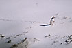 Foto af Guljet Pingvin (Megadyptes antipodes). Fotograf: 