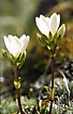 White Gentian in the Southern Alps