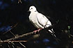 A really white Barbary Dove