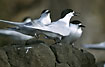 White terns on black rock