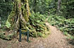The tracks and trails are very extensive in the new zealand forests