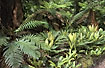 Ferns are common in the understorey
