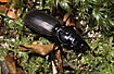 Photo ofMetallic Green Ground Beetle/ Alexander Beetle (Megadromus antarcticus). Photographer: 