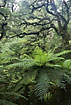 New Zealand rainforest with tree ferns