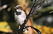 House Sparrow - a common introduced bird