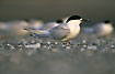 White-Fronted Tern on the beach