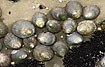 Limpets and mussels