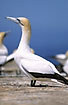 Gannet in the colony