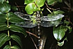 The largest dragonfly in NZ