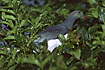 New Zealand Pigeon among leaves