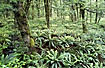 Ferns dominating the understorey in the rainforest