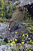Kea - a mountainparrot among flowers