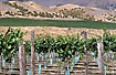 Fields of wine on the southern island of NZ