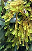Water dripping moss in the rainforest