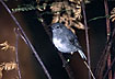 Photo ofNew Zealand Robin (Petroica australis). Photographer: 