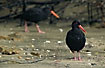 Variable Oystercatchers in the black phase