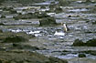 Most rare penguin in the world crossing the petrified forest