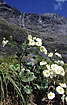 Mountain buttercups (Ranunculus sp.)