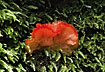 Red mushroom in fern looking mosses