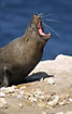 Photo ofNew Zealand Fur Seal (Arctocephalus forsteri). Photographer: 