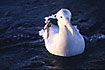 Photo ofWandering Albatross (Diomedea exulans). Photographer: 