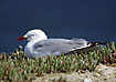 Silver Gull resting in soft succulents