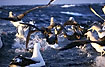 Albatrosses fighting over fish garbage