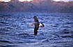 Albatross over the ocean with the Kaikoura Mountains in the background