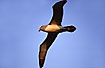Flying albatross with a huge wingspan