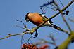Bullfinch male eating rowan berries
