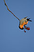 Photo ofBullfinch (Pyrrhula pyrrhula). Photographer: 