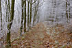 Forest in winter mood with frost filled trees