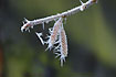 Ice crystals on birch catkins