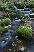 Forest stream with autumnal leaves on moss covered rocks