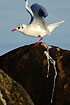 Black-headed Gull in winter plumage ready for take off after a "drop off"