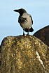 Hooded Crow on a rock at the sea