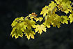 Photo ofNorway Maple (Acer platanoides). Photographer: 