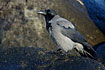 Hooded Crow on rock at sea