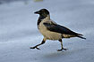 Hooded Crow walking on the concrete